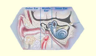 Diagram of the ear - Copyright by ASHA